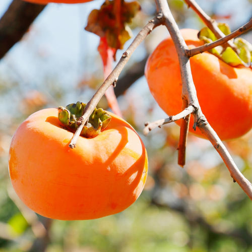 Sweet Persimmon Live Tree for Planting, Edible Fruit Plant for Backyard Garden, Cold-Hardy Fruit Tree 6-12'' Tall
