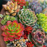 Pack 5 Mix Colorful Succulent Plants, 2" Pot, Assorted Succulents Plants Live for Home, Office, Gifts