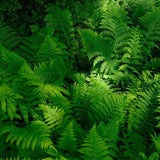 30 Lady Ferns Bare Roots, Fern Live Plants, Live Fern Plants, Fern Plant Live for Garden