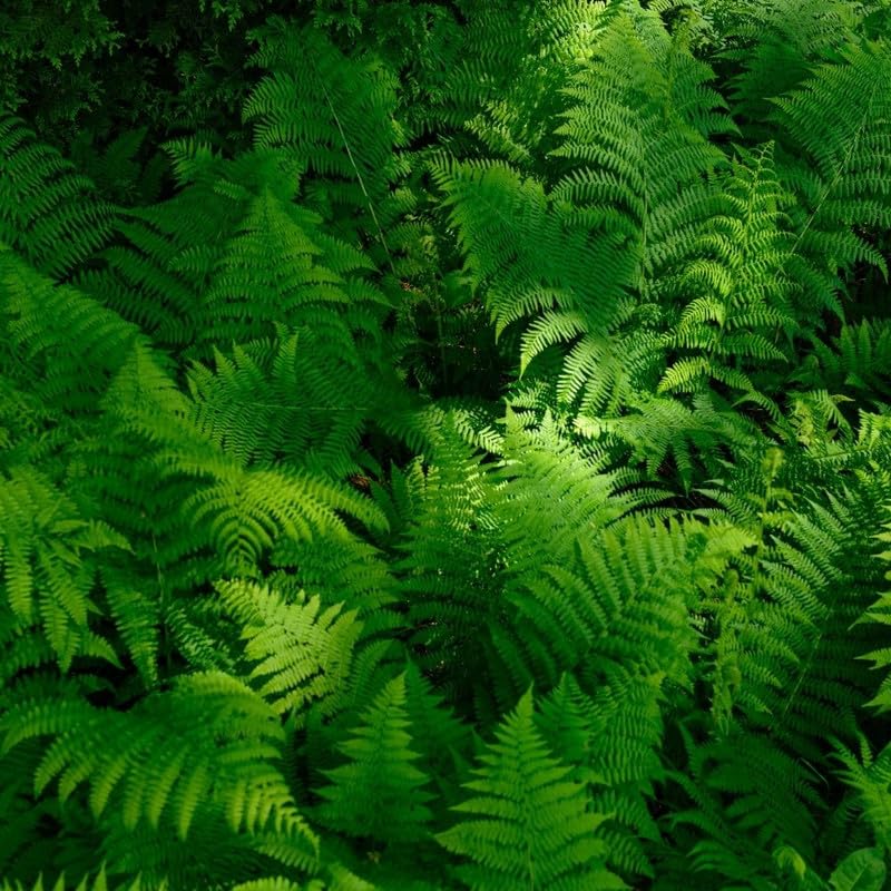 30 Lady Ferns Bare Roots, Fern Live Plants, Live Fern Plants, Fern Plant Live for Garden
