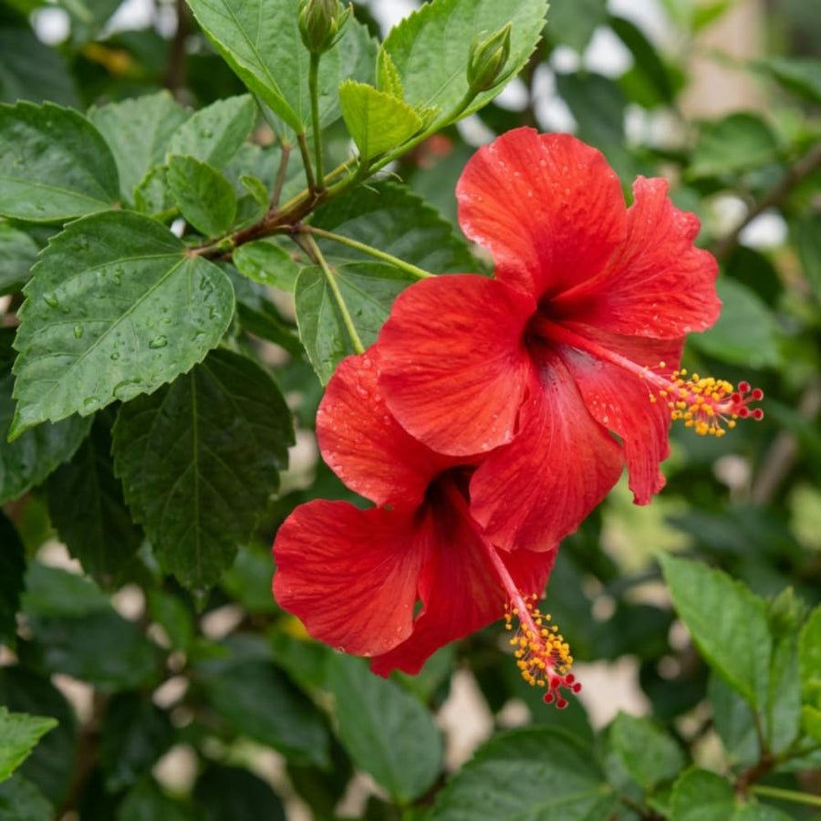 Red Hibiscus Plant Live, Well-Rooted Hibiscus Flowers, 5-7 Inches Tall, Tropical Flowering for Indoor Outdoor Planting