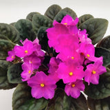 Bright Pink African Violets Live Plant in 4" Pot, Starter African Violet for HouseplantIndoor Outdoor Home Decor