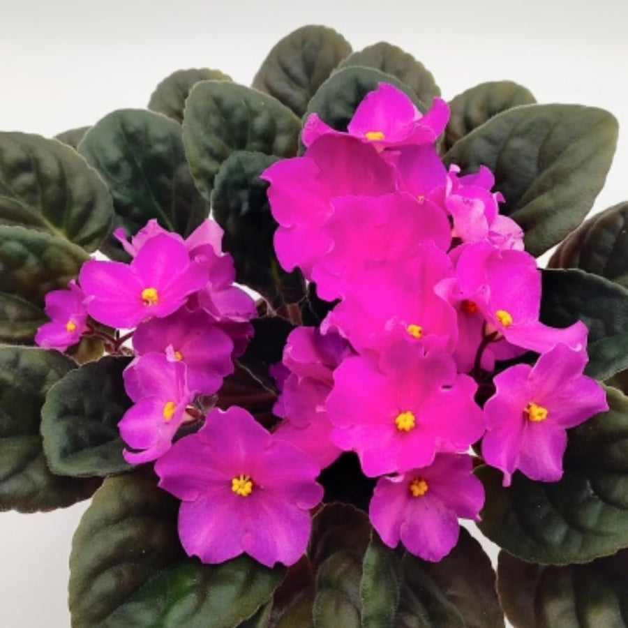 Bright Pink African Violets Live Plant in 4" Pot, Starter African Violet for HouseplantIndoor Outdoor Home Decor