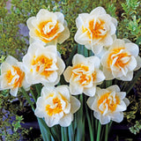 10 Assorted Daffodil Bulbs for Planting, Spring Blooming Narcissus Bulbs, Suitable for Garden and Landscape