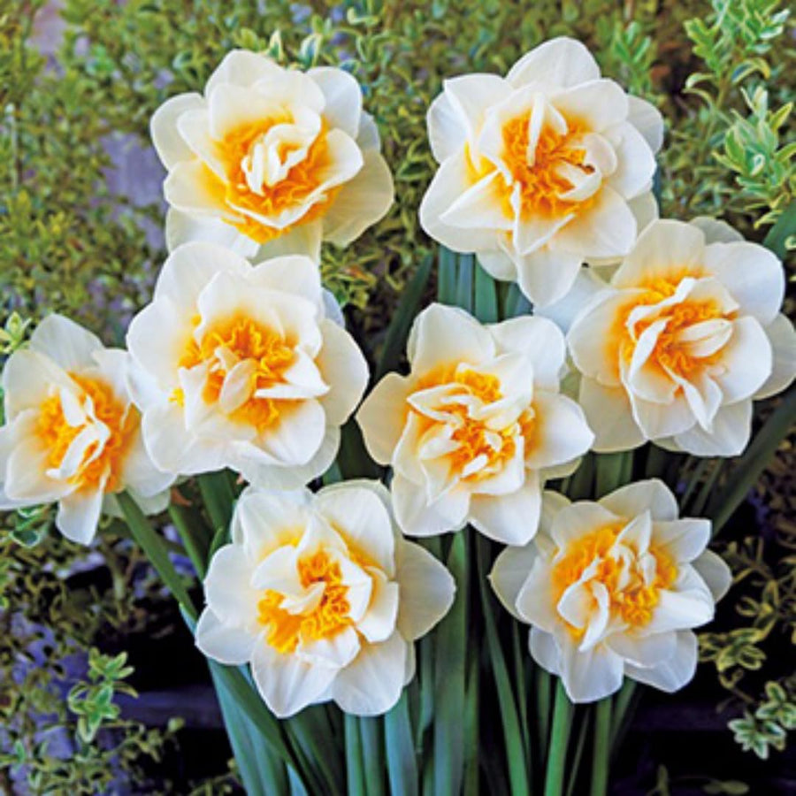 10 Assorted Daffodil Bulbs for Planting, Spring Blooming Narcissus Bulbs, Suitable for Garden and Landscape