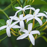 2 Jasmine Plants Live, Jasmine Flower Plant Indoor Live from 4 Inc Tall, White Flower, Zone 6 to 11