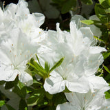 White Azalea Plant Live, 10 Inches Tall, Hardy Flowering Shrub for Outdoor Planting and Landscaping