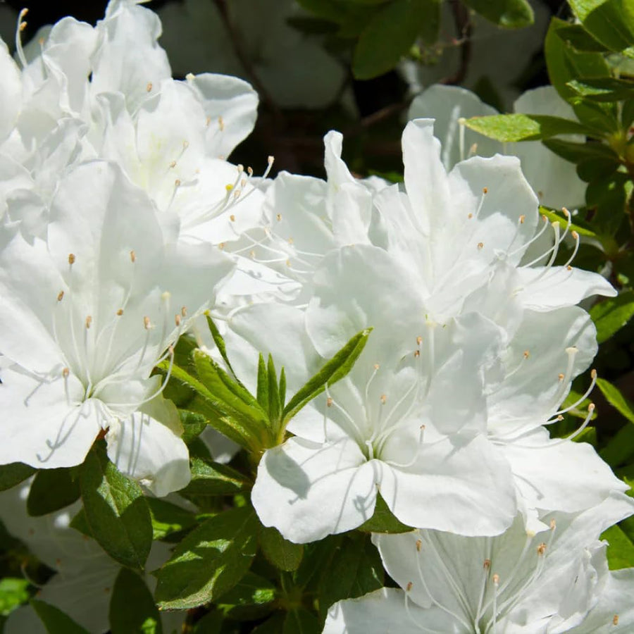 White Azalea Plant Live, 10 Inches Tall, Hardy Flowering Shrub for Outdoor Planting and Landscaping