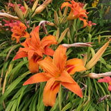 Pack 10 Daylily Bulbs for Planting Spring, Fast Blooming Hardy Perennial Lily Bare Roots for Outdoor Growing (Wild Orange Day Lily)