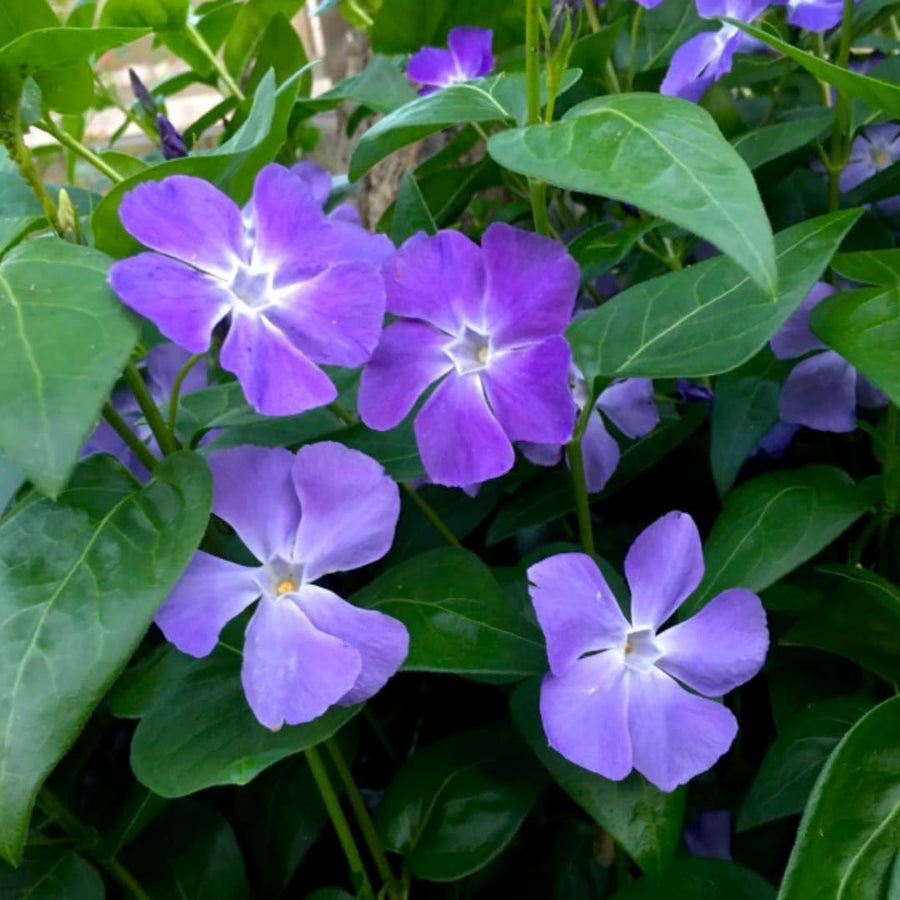 Set 36 of Periwinkle Plants Live, Vinca Ground Cover Vine Bare Roots from 6 Inc Long, Vinca Plants Live Gardening Planting