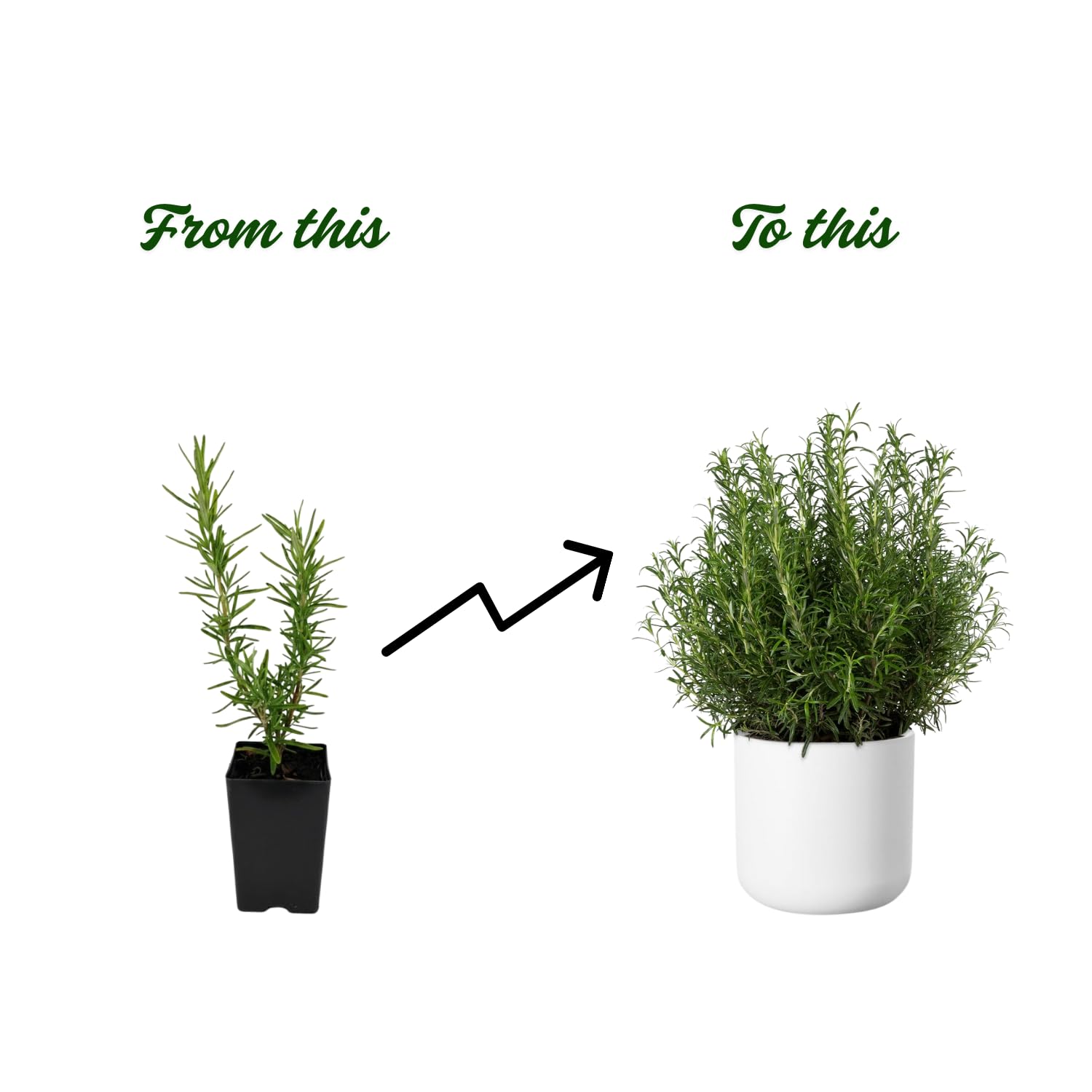 Set 2 Rosemary Plants Live 4-6'' Tall, Upright Rosemary Herb Plants, Container and Garden Planting