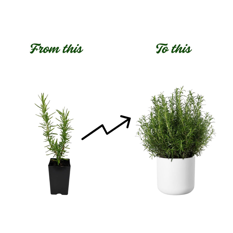 Set 2 Rosemary Plants Live 4-6'' Tall, Upright Rosemary Herb Plants, Container and Garden Planting