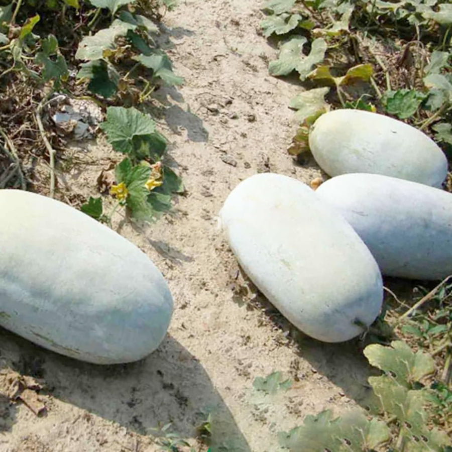 Round Ash Gourd Plant, Winter Melon Vine Live in 4 Inc Pot, Live Melon Plants 4-5 Inch Tall, Well-Rooted