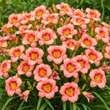 Pack 10 Daylily Bulbs for Planting Spring, Fast Blooming Hardy Perennial Lily Bare Roots for Outdoor Growing (Strawberry Candy Day Lily)