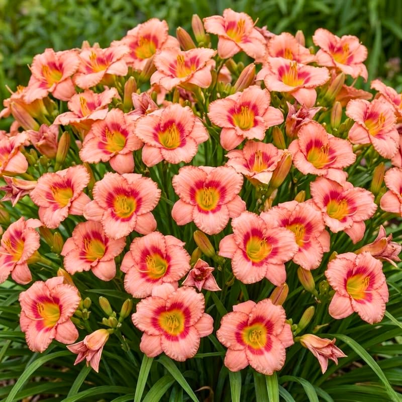 Pack 10 Daylily Bulbs for Planting Spring, Fast Blooming Hardy Perennial Lily Bare Roots for Outdoor Growing (Strawberry Candy Day Lily)