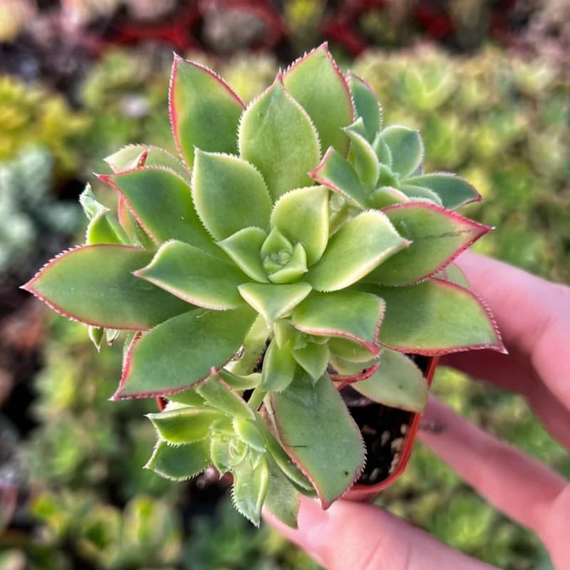 Green Aeonium Succulent Plant Live in 2" Pot, Rosette Succulent, Easy Indoor Outdoor Plant