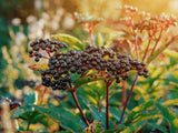 3 American Elderberry Tree Live Plant for Planting 6-12 Inc Tall, Black Elderberry Bush Live Plant, Sambucus Canadensis Elderberry Plant Live Bareroots