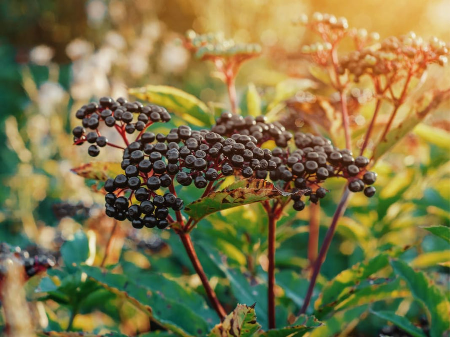 3 American Elderberry Tree Live Plant for Planting 6-12 Inc Tall, Black Elderberry Bush Live Plant, Sambucus Canadensis Elderberry Plant Live Bareroots