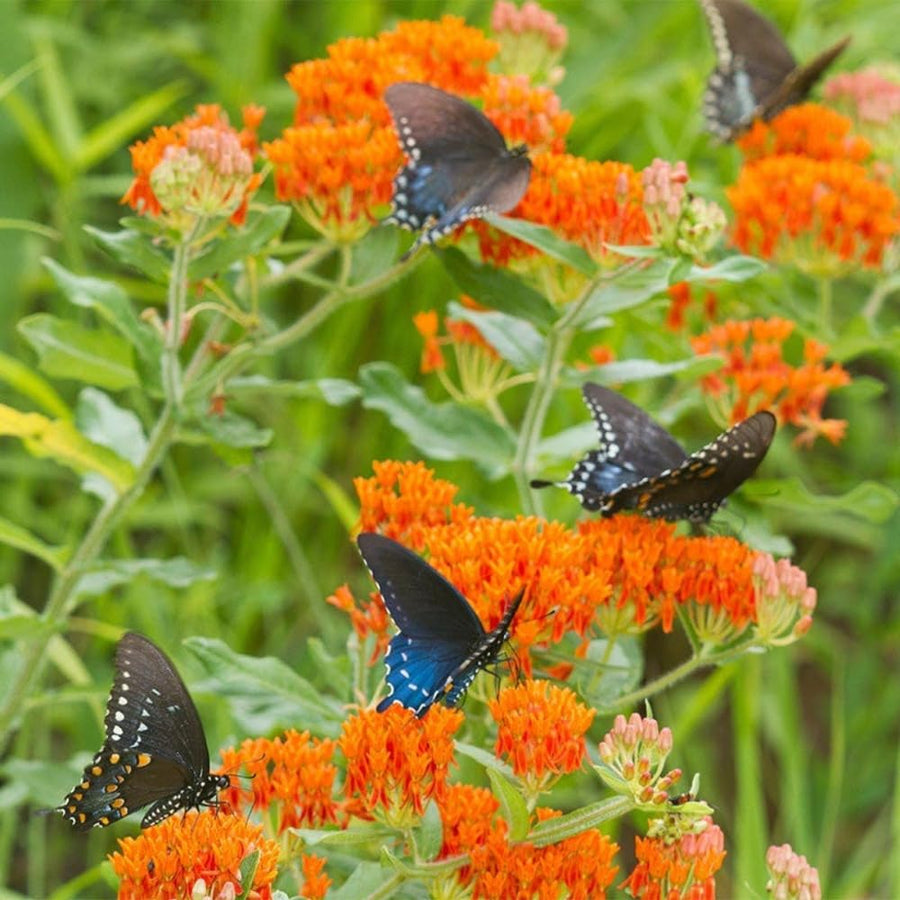 2 Butterfly Milkweed Plants Live, Asclepias Tuberosa Plant, Orange Milkweed Flower Plant for Planting Indoor Outdoor Garden