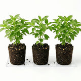 Set 3 Holy Basil Plant Live for Indoors, Tulsi Basil Plant Live, Well Rooted from 3 to 5 Inc Long