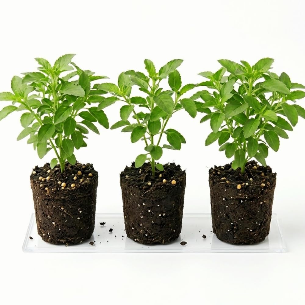 Set 3 Holy Basil Plant Live for Indoors, Tulsi Basil Plant Live, Well Rooted from 3 to 5 Inc Long