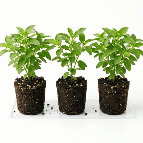 Set 3 Holy Basil Plant Live for Indoors, Tulsi Basil Plant Live, Well Rooted from 3 to 5 Inc Long