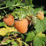 Pack 2 Fall Gold Raspberry Plants Live, Size 5-9 Inch Tall, Raspberry Trees Live Plants, Sweet Raspberry Bush Shrub