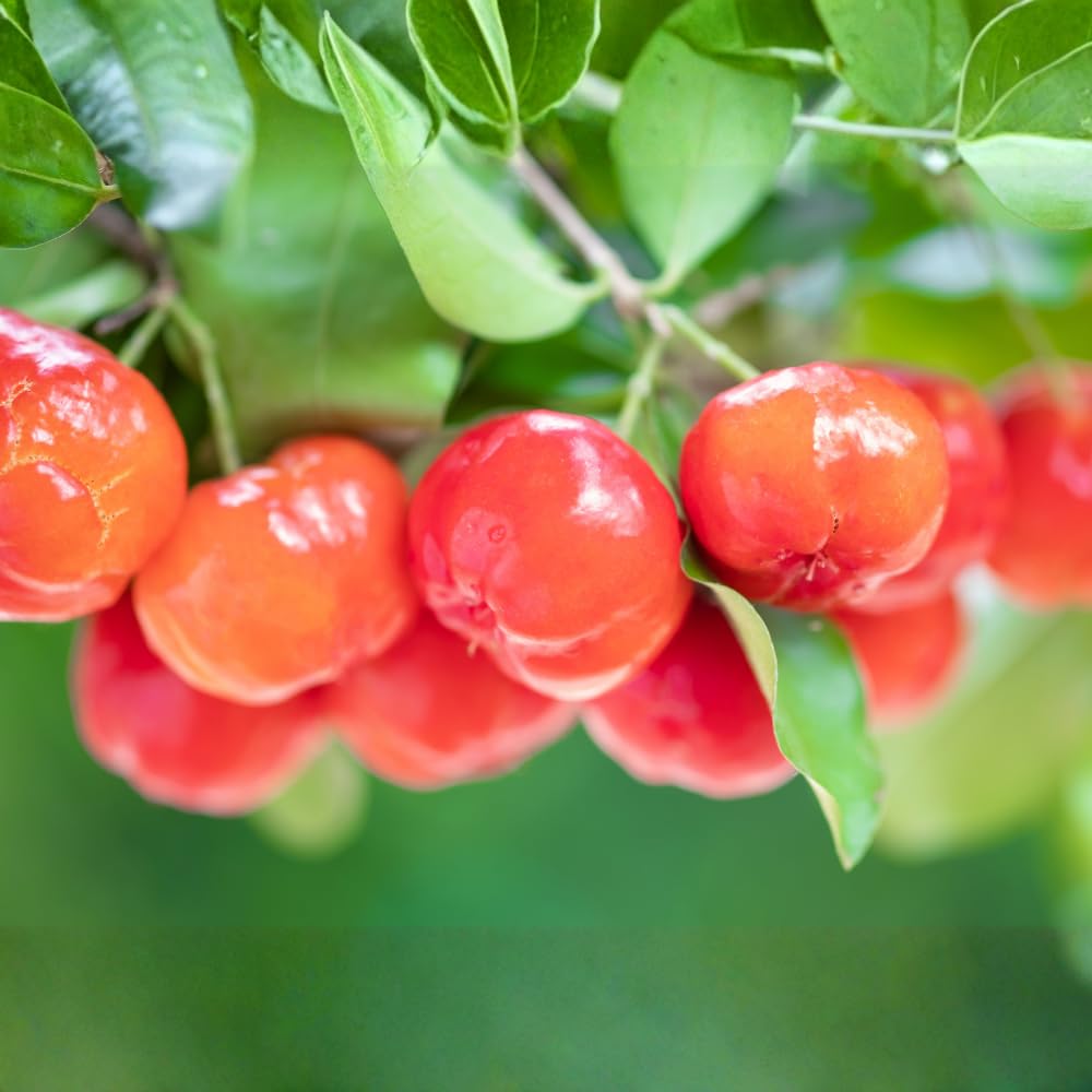 Barbados Cherry Plant Live, Acerola Cherry Fruit Live Plant, Sweet Tropical Fruit Tree, Early Fruiting, 2 Feet Tall for Outdoor Gardening
