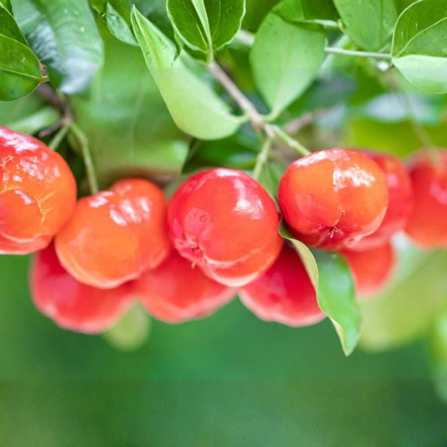 Barbados Cherry Plant Live, Acerola Cherry Fruit Live Plant, Sweet Tropical Fruit Tree, Early Fruiting, 2 Feet Tall for Outdoor Gardening