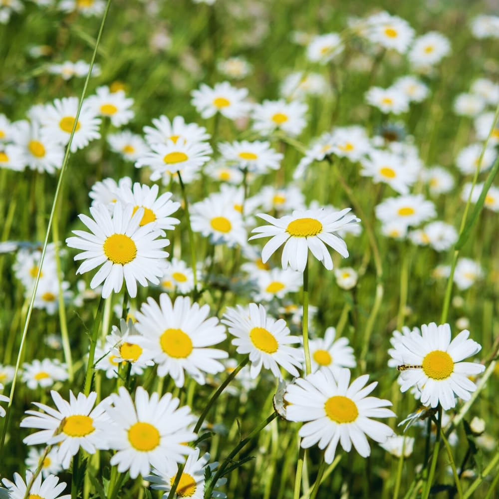 3 Daisy Perennials Live Plants Outdoor, 5 to 7 Inc in Height Starter Plants, White Daisy Plants Live for Growing Indoor Outdoor