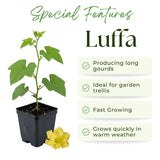 2 Loofah Plants Live, Luffa Plant Live, 4-8 Inc, 4 Inc Pot, Luffa Live Plant for Backyard Vegetable Garden