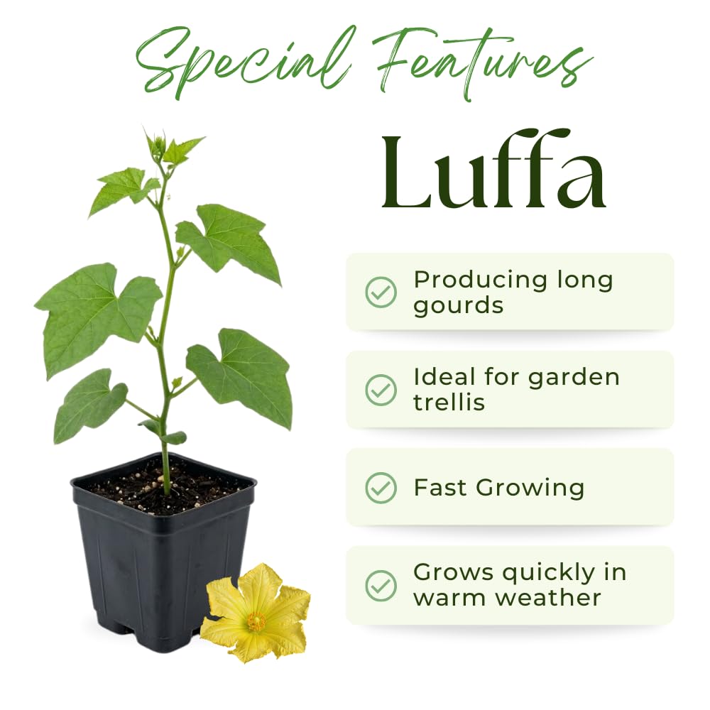 2 Loofah Plants Live, Luffa Plant Live, 4-8 Inc, 4 Inc Pot, Luffa Live Plant for Backyard Vegetable Garden