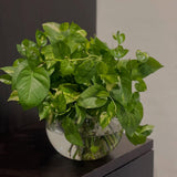 Set 6 Assorted Pothos Live Plants, Live Pothos Plant Indoor, 4 to 6 Inc Tall, Easy Care Indoor Outdoor Houseplants Plants, No Pot