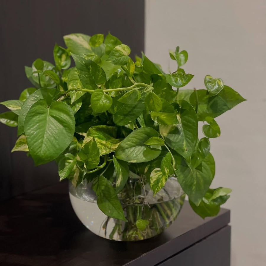 Set 6 Assorted Pothos Live Plants, Live Pothos Plant Indoor, 4 to 6 Inc Tall, Easy Care Indoor Outdoor Houseplants Plants, No Pot