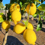 4 Months Old Meyer Yellow Lemon Tree Live Plant, Well-Rooted for Zones 9-11, 2-3 Inches Tall in 4 Inch Pot, Tropical Fruit Tree for Indoor or Outdoor Growing
