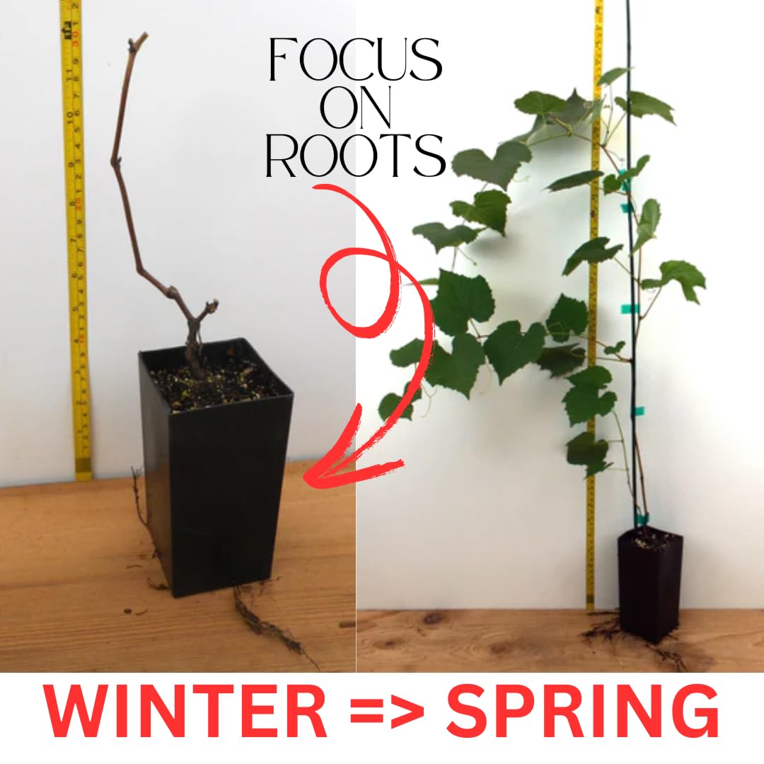 Blue Seedless Grape Vines Trees Live Plants, Well-Rooted 1 to 2 Years Old, Grapes Plant Live for Outdoor Planting, Zones 3-9