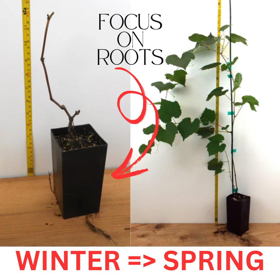 Red Seedless Grape Vines Trees Live Plants, Well-Rooted 1 to 2 Years Old Trim 5-9" in Tall, Grapes Plant Live for Outdoor Planting, Zones 3-9