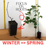 Summer Royal Black Seedless Grape Vines Trees Live Plants, Well-Rooted 1 to 2 Years Old, Grapes Plant Live for Outdoor Planting, Zones 3-9