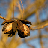 Live Pecan Tree for Planting, Hardy Pecan Seedlings, 8-10 Inches Tall, Ready to Plant Outdoor Garden