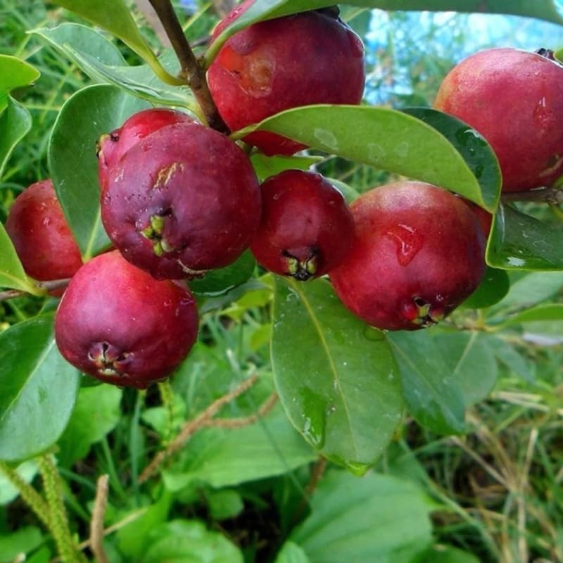 Strawberry Guava Tree - Fresh Fruit Plant in Half-Gallon Pot, 10-14 inches Tall, No CA