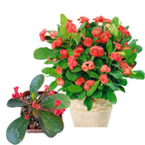 Red Euphorbia Milii Crown of Thorns Plant Live, 4" Potted Succulent Plant Live, Outdoor Indoor Gardening, Crown of Thorn Live Plant, Very Hardy