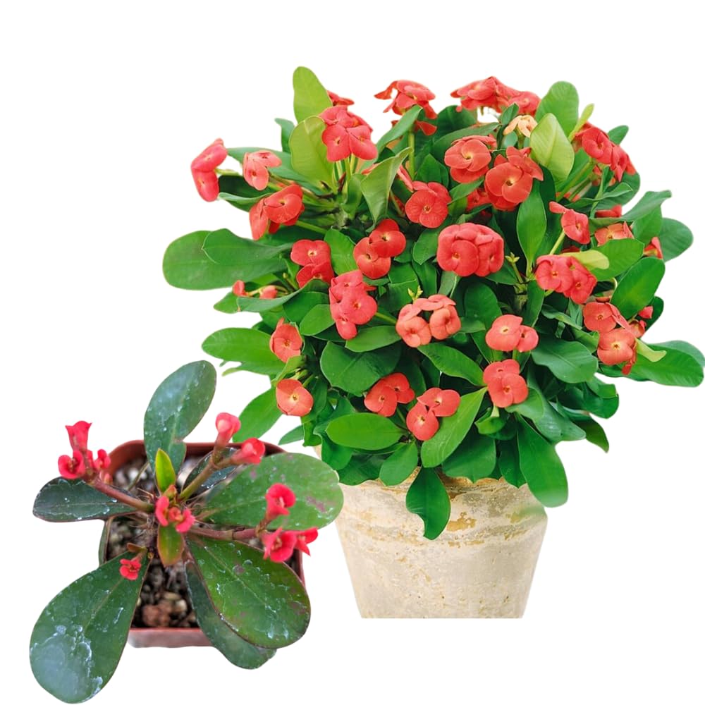 Red Euphorbia Milii Crown of Thorns Plant Live, 4" Potted Succulent Plant Live, Outdoor Indoor Gardening, Crown of Thorn Live Plant, Very Hardy