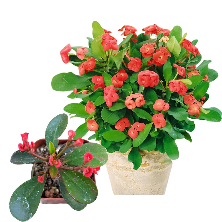 Red Euphorbia Milii Crown of Thorns Plant Live, 4" Potted Succulent Plant Live, Outdoor Indoor Gardening, Crown of Thorn Live Plant, Very Hardy