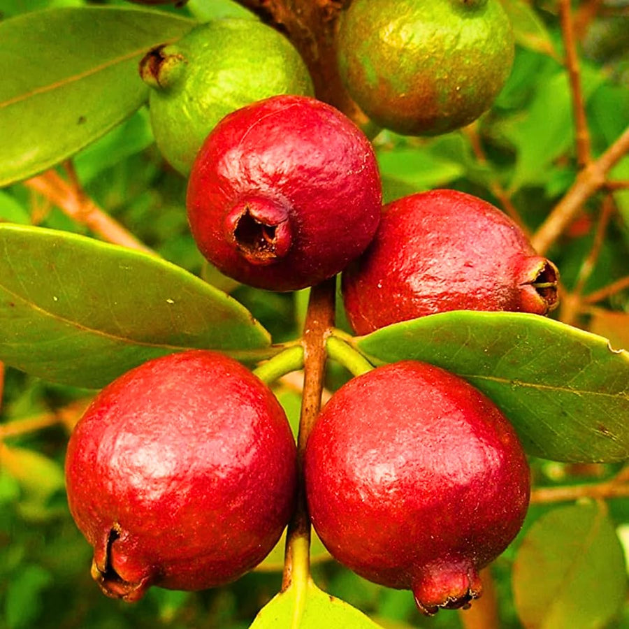 Strawberry Guava Tree Live Plant, Sweet Guava Fruit Tree Potted, 7-10 Inch Tall Ready to Grow Outdoor