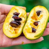 Pack 2 Pawpaw Trees Live Plants 1 Year Old Well-Rooted Paw Paw Asimina Triloba, 6 to 15 Inc Tall, Mango Papaya Like