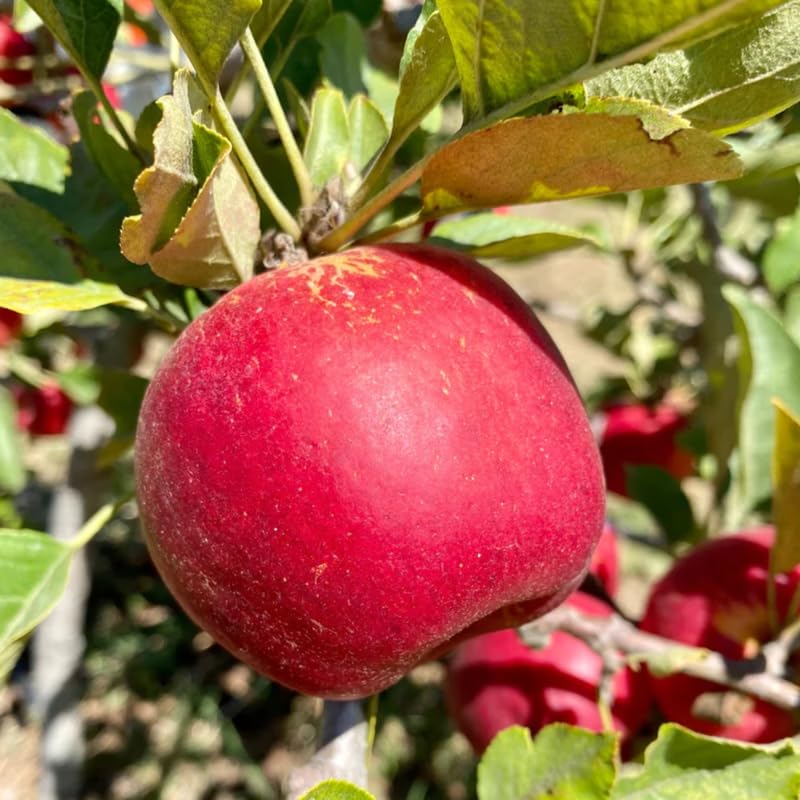 Apple Tree Live Plant, Apple Plant Live for Planting, Bareroot 1.5-2 Feet Tall, Sweet Apple Fruit Tree Ready to Grow Outdoor (Red Delicious Apple)