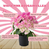 White Pink Bougainvillea Plant Live, Bougainvillea Live Plant, Well Rooted 5 to 7 Inches Tall, Colorful Long Lasting Blooms, Ideal for Trellis, Landscape and Outdoor Garden