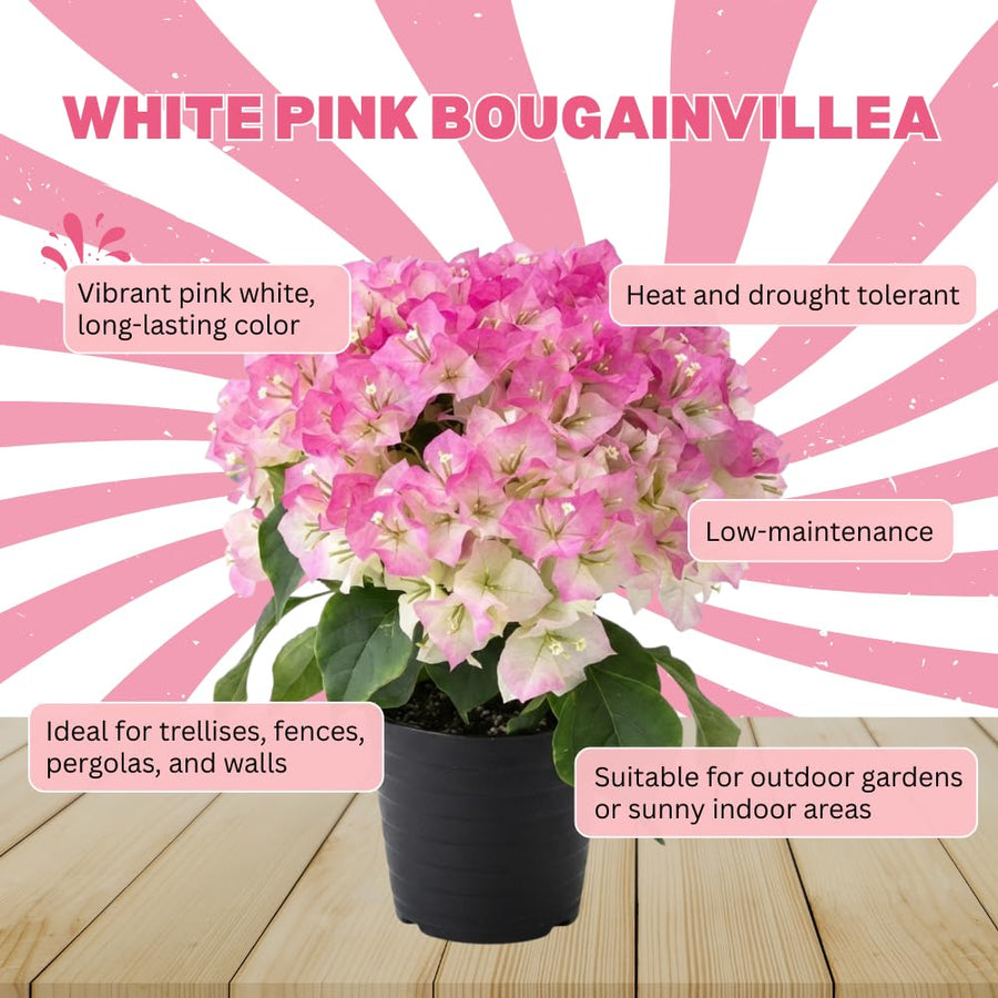 White Pink Bougainvillea Plant Live, Bougainvillea Live Plant, Well Rooted 5 to 7 Inches Tall, Colorful Long Lasting Blooms, Ideal for Trellis, Landscape and Outdoor Garden