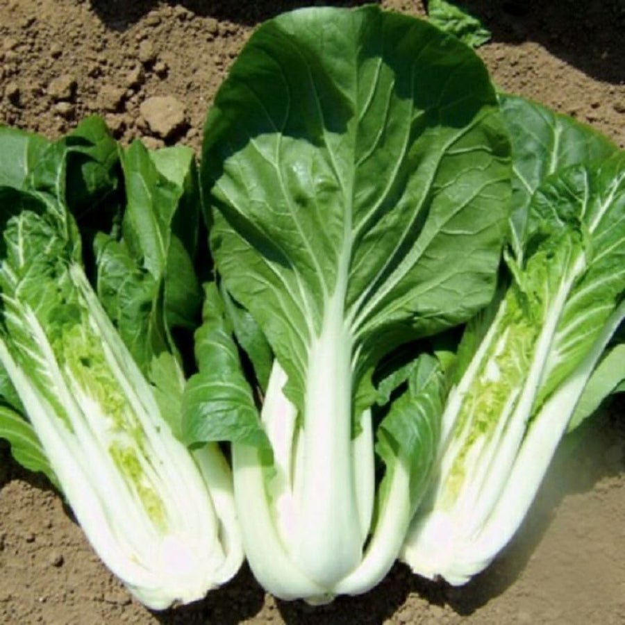 500+ White Pak Choi Seeds, Bok Choy Vegetable Seeds, Leafy Green Vegetable, Suitable for Home Garden Planting, Outdoor Growing Use