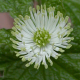 5 Goldenseal Roots for Planting, Golden Seal Live Roots Herb Perennial Plant, Hardy Shade Garden Woodland Spring for Outdoor Growing Zones 3–8